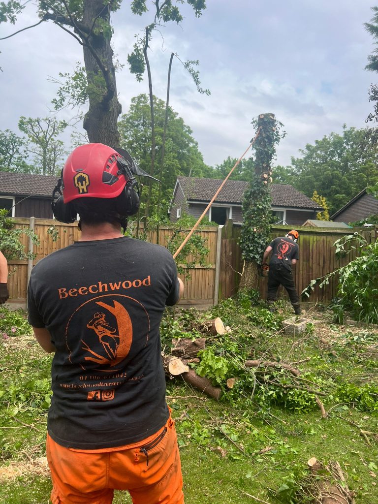 Expert Tree Surgeon in Horsham: Beechwood Tree Surgery