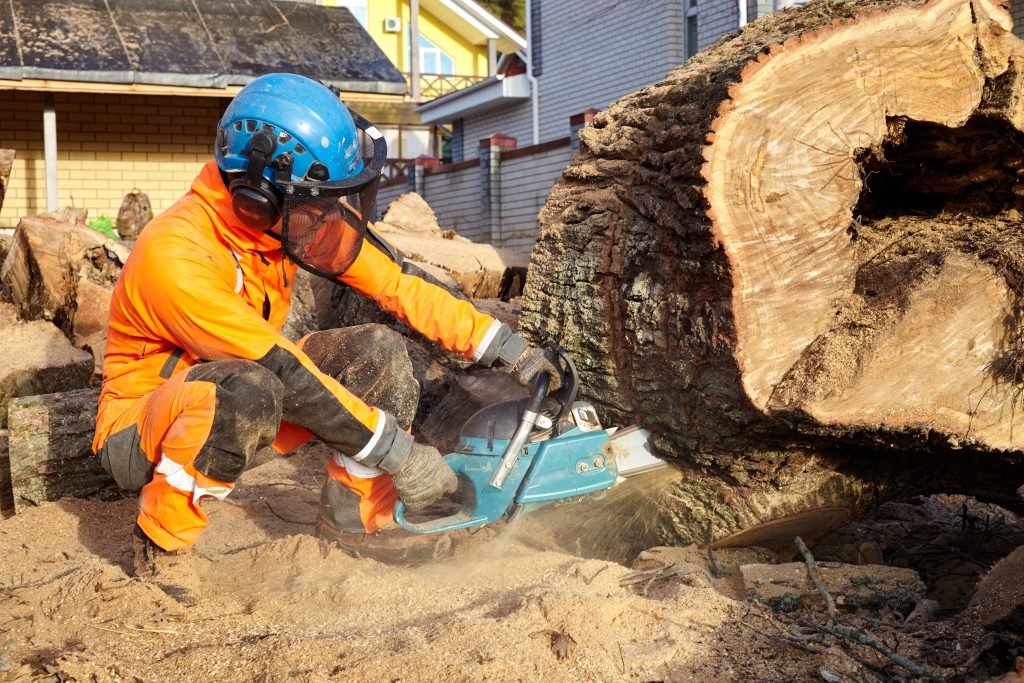 Tree Surgeon in Leigh: Your Go-To Experts at Beechwood Tree Services