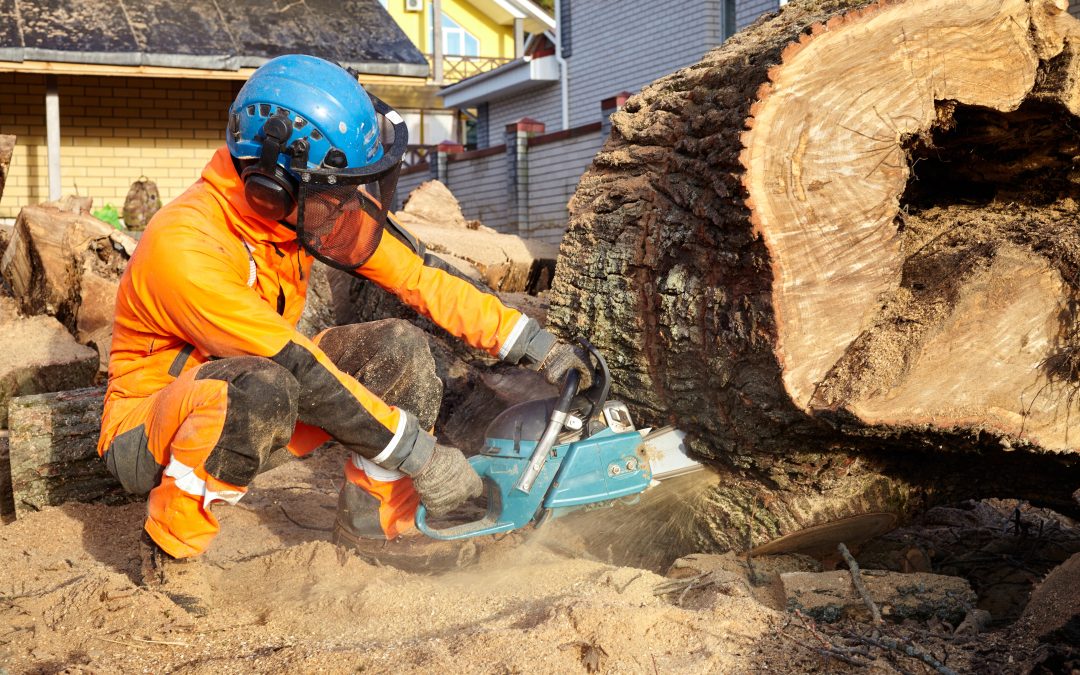 Tree Surgeon in Leigh: Your Go-To Experts at Beechwood Tree Services