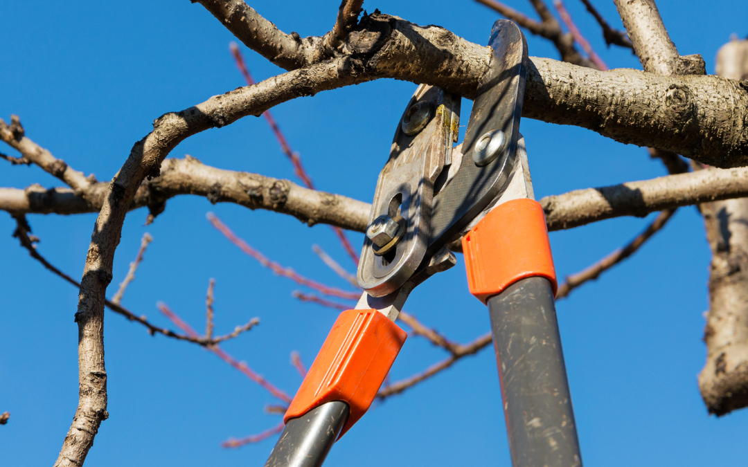 Common Tree Issues to Watch for in November