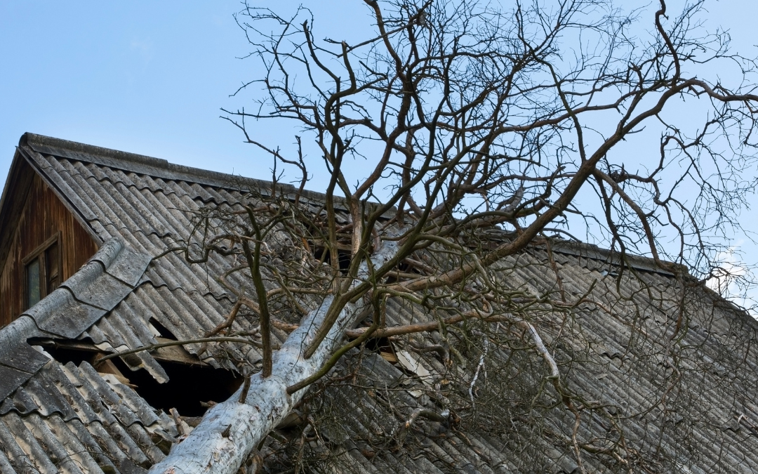 Protect Your Property This Winter: The Role of Tree Surgeons in Preventing Storm Damage