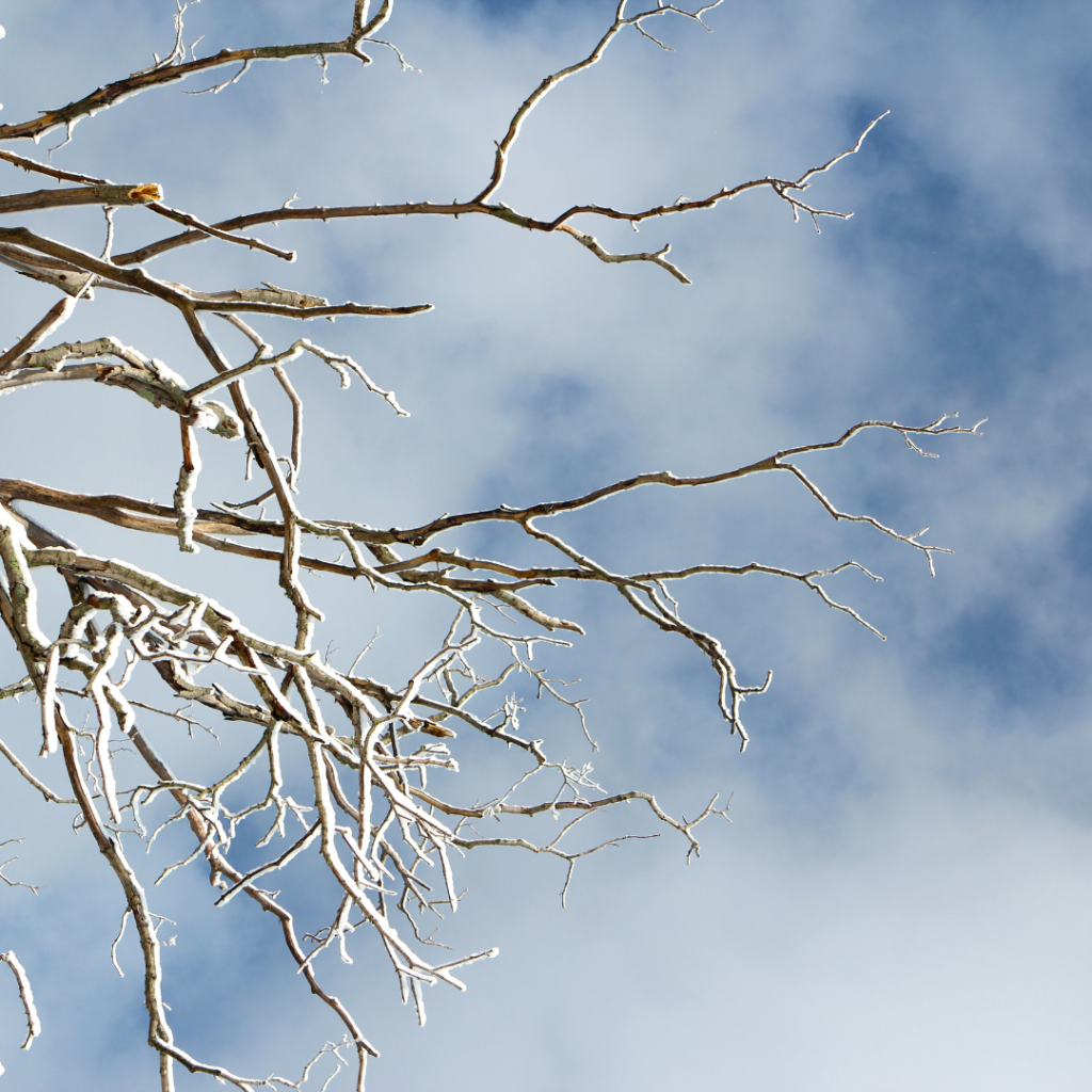 Winter Tree Care: Why February is the Perfect Time for Pruning