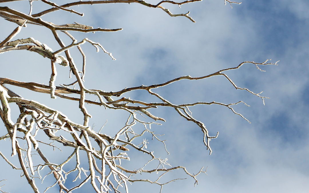 Winter Tree Care: Why February is the Perfect Time for Pruning