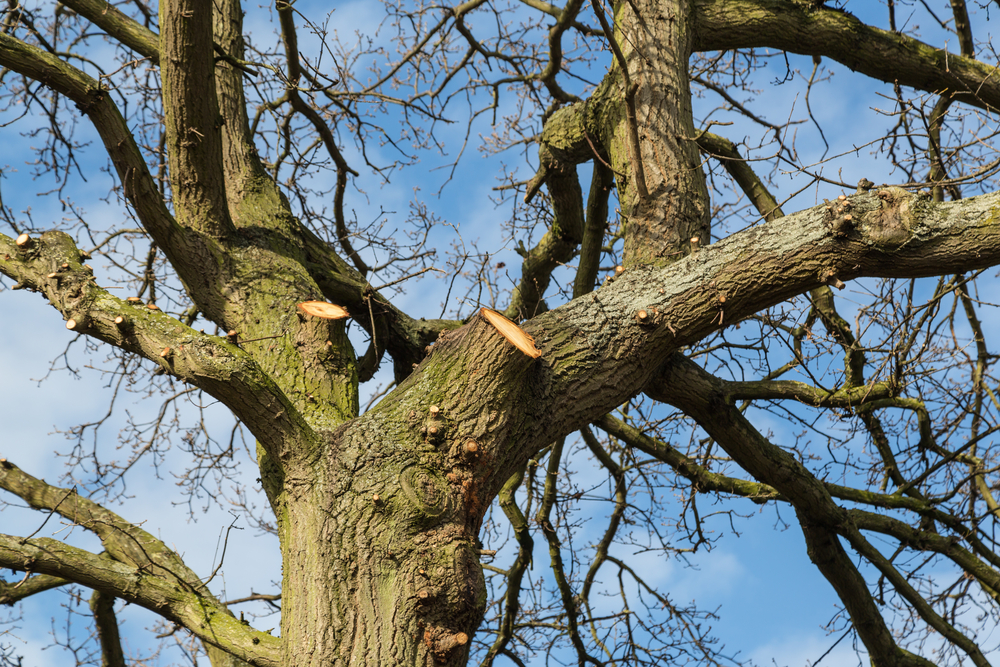 Key Responsibilities of a professional Tree Surgeon