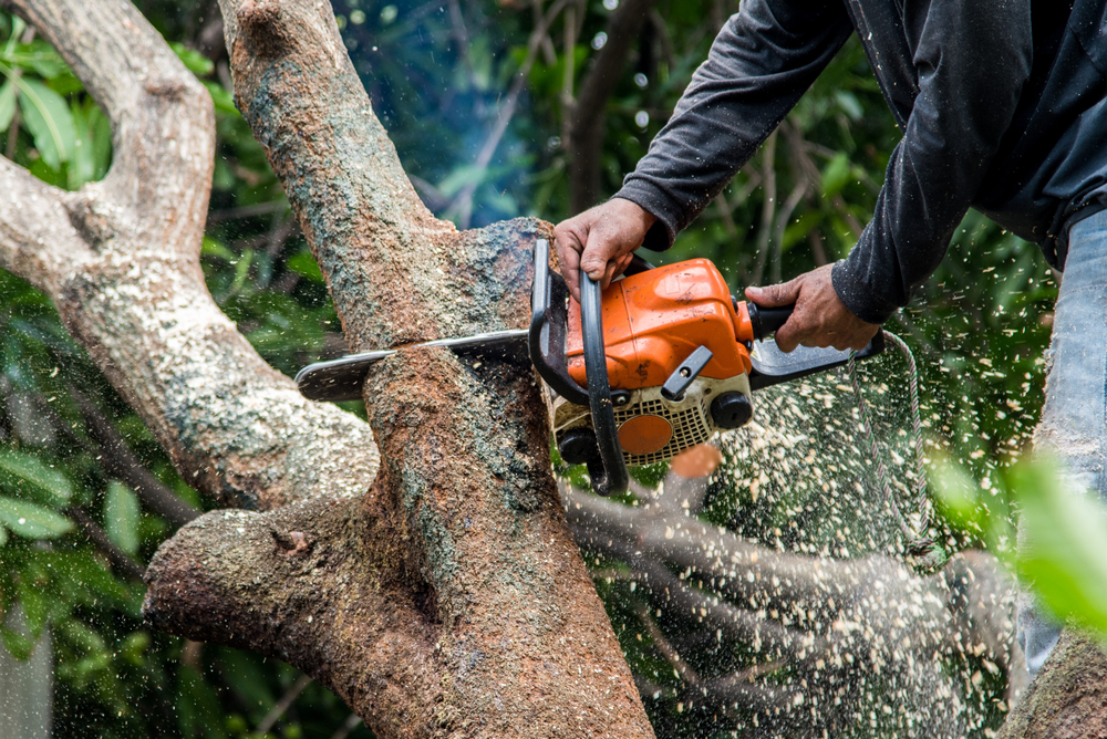 tree surgeon sawing tree