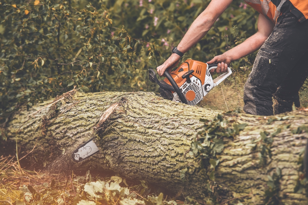 When Should You Call a Tree Surgeon?