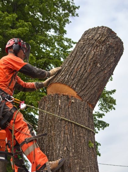 Tree surgeon in surrey